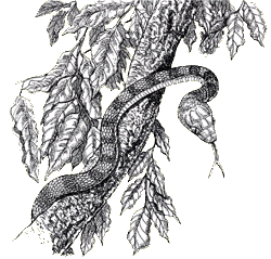Brown tree snake drawing.png