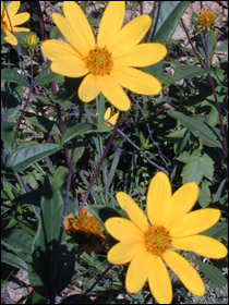 Eggert's Sunflower.jpg