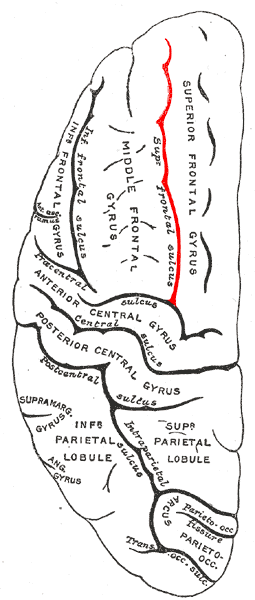 File:Gray725 superior frontal sulcus.png