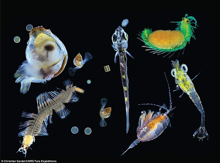 File:Plankton species diversity.jpg