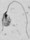 Stygiella incarcerata protargol-stained 2015.jpg
