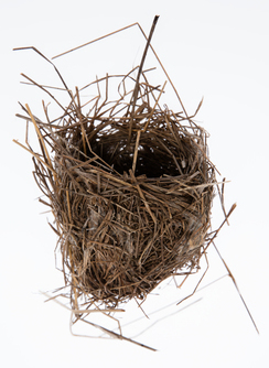 New Zealand fernbird nest from the collection of Auckland Museum