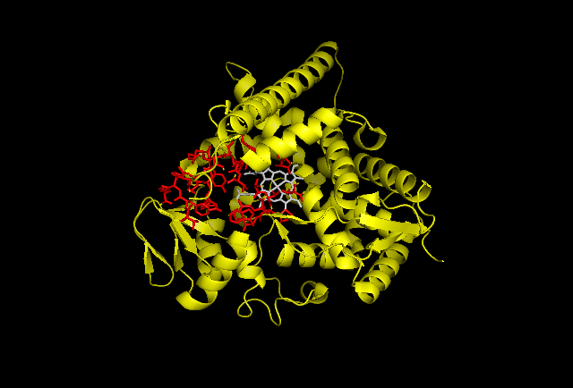 File:Cholesterol-24 hydroxylase (CYP46A1) with active site in red.png