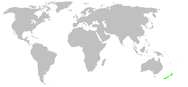 File:Distribution.huttoniidae.1.png