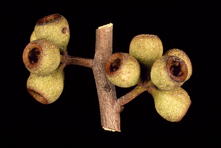 File:Eucalyptus mckieana fruit.jpg