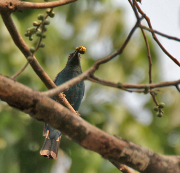 File:Asian Fairy Bluebird (Irena puella) feeding on Peepal (Ficus religiosa) at Jayanti, Duars, WB W Picture 437.jpg