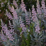 Lupinus aridorum.jpg