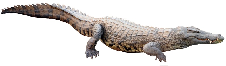 File:Nile crocodile white background.jpg