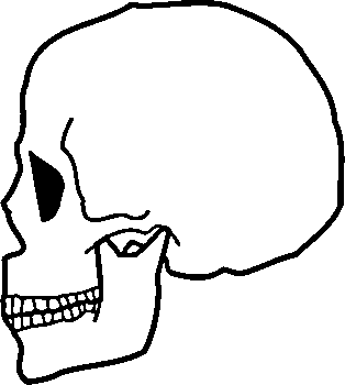 File:Sapiens Skull.png