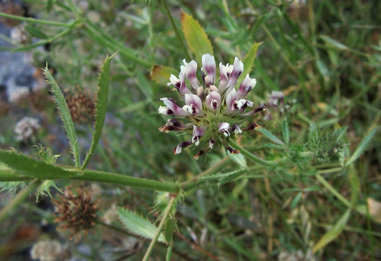 File:Trifoliumobtusiflorum.jpg