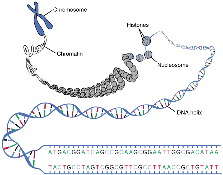 File:0321 DNA Macrostructure.jpg