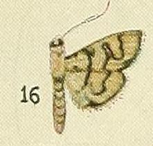 16-(Lygropia)Goniorhynchus pasithea (Fawcett, 1916).JPG