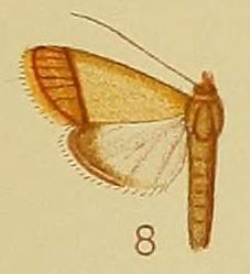 Pl.41-fig.08-Pseudonoorda rubricostalis (Hampson, 1910) (Noorda).JPG