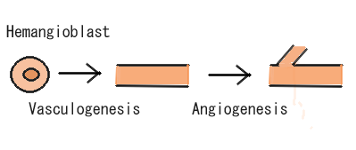 File:Angiogenesis.png