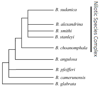 File:Biomphalaria Phylogenetic Tree.png