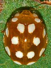 File:Coccinellidae - Vibidia duodecimguttata-1 (cropped).JPG