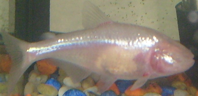 File:Mexican Tetra as Blind Cave Fish.jpg