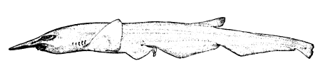 File:Pentanchus profundicolus by smith.png