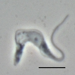 "Trypanosoma brucei brucei" TREU667 (Bloodstream form, phase-contrast picture. Black bar indicates 10 µm.)