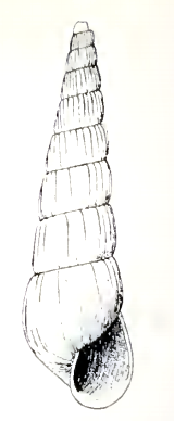 Turbonilla halistrepta 001.png