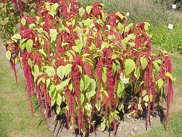 File:Amaranthus caudatus1.jpg