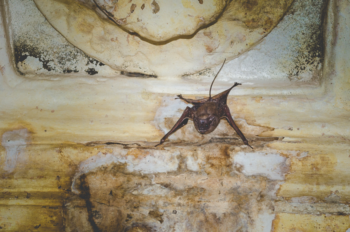 File:Mouse-Tailed Bat.jpg
