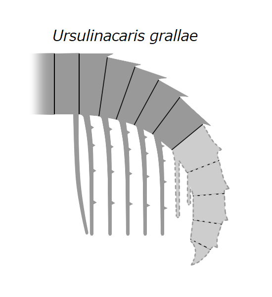 File:20191229 Radiodonta frontal appendage Ursulinacaris grallae.png