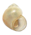 Gabbia wykoffi shell.png