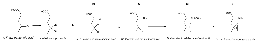 Procedure of synthesis of L-Photo-Leucine
