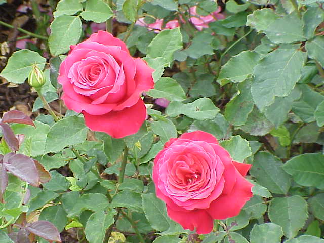 File:Rosa sp.22.jpg