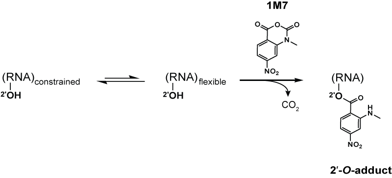 File:1M7 RNA adduct.png