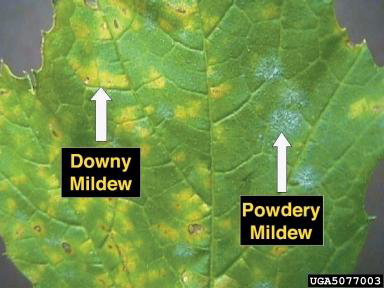 File:Downy and Powdery mildew on grape leaf.JPG