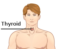 File:Thyroid dummy.jpg