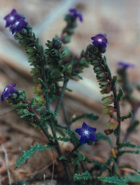 Anchusa crispa 01.jpg