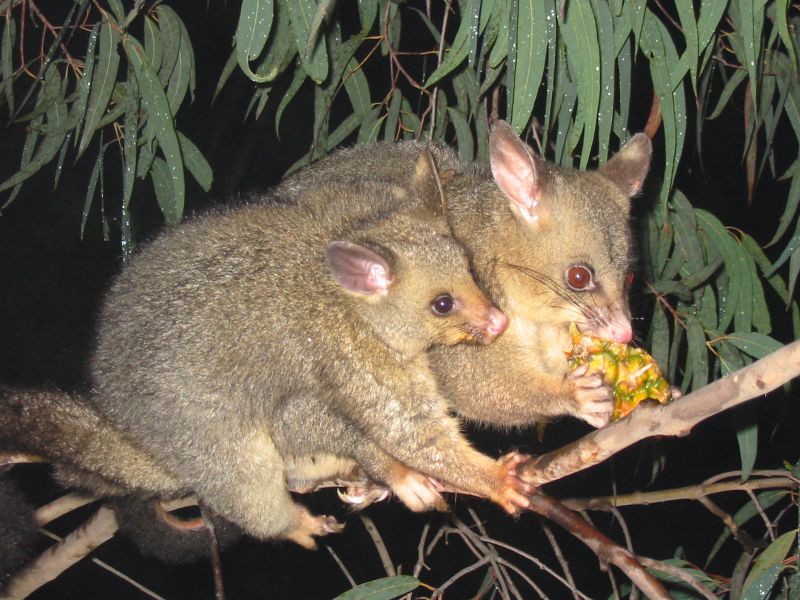 File:Brushtail possum.jpg