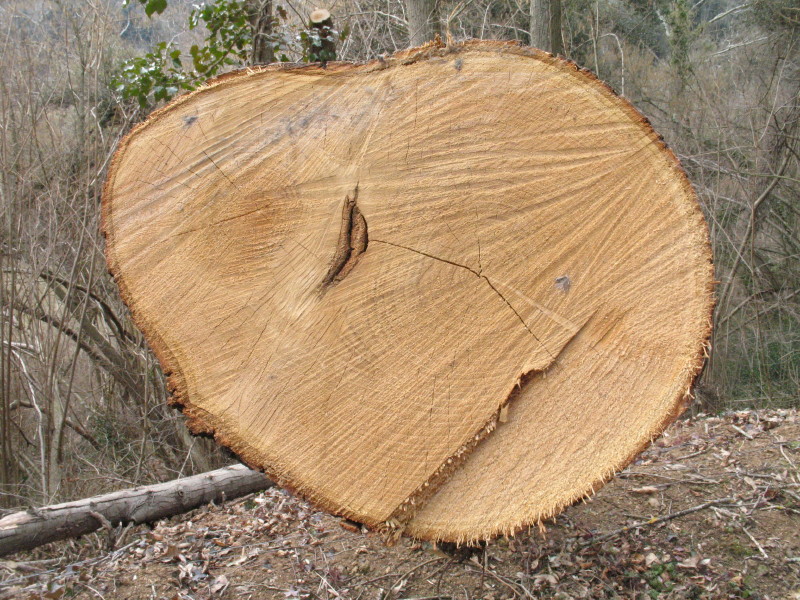 File:Fused chestnut trees - 2 - Auró.JPG