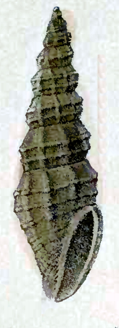 Guraleus lallemantianus 001.jpg