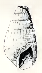 Turbonilla obsoleta 001.png