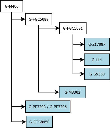 Main branches of human Y haplogroup G-M406