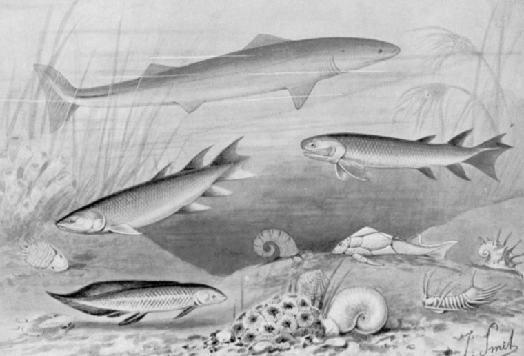 File:Devonianfishes ntm 1905 smit 1929.gif