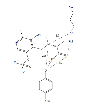 File:Distance Between Lys39, Tyr 265, and PLP-L-Ala in the Active Site.PNG