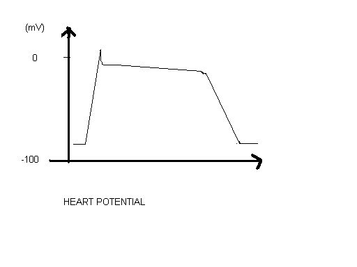 File:Heartpotential.jpg