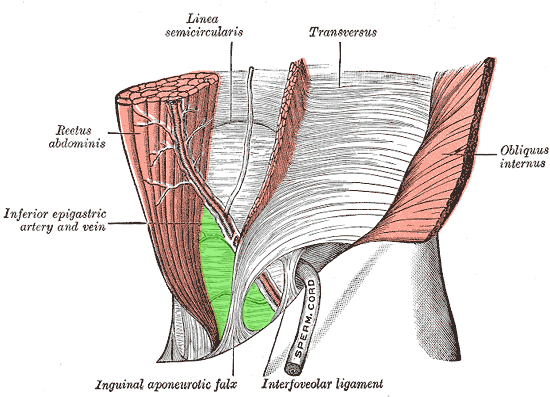 File:Inguinal triangle, external view.png