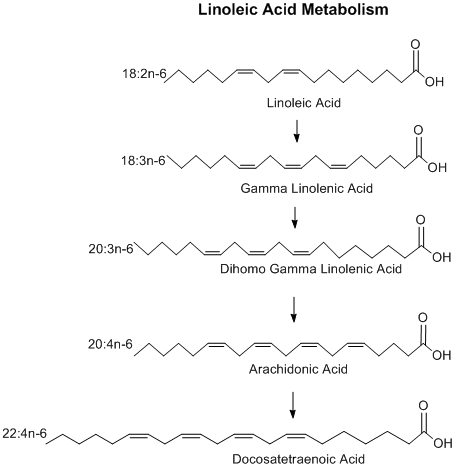File:Linoleic Acid Metabolism.gif