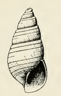 Odostomia enora 001.png