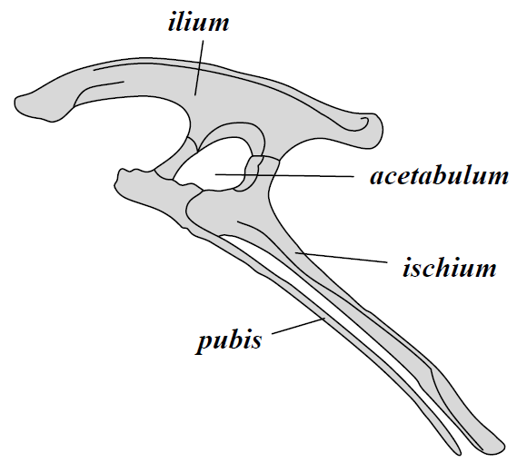 File:Ornithischia pelvis.png