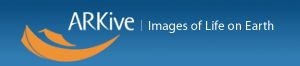 File:ARKive-logo.jpg