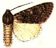 Acronicta tiena.JPG