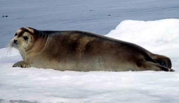 File:Bearded Seal at Svalbard (cropped).jpg