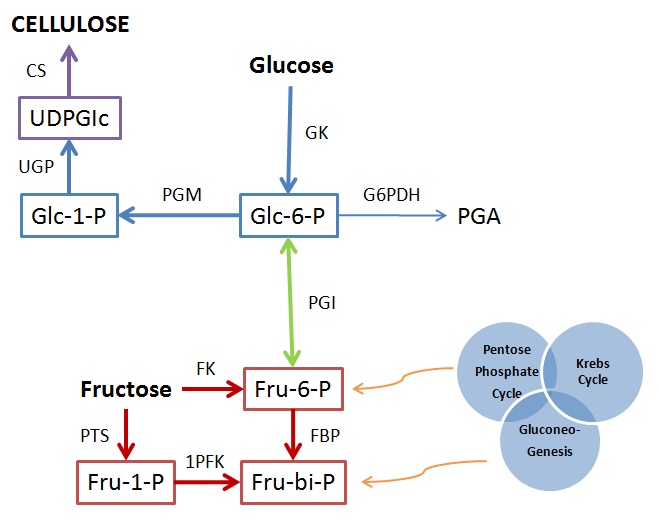 File:Biochemical Pathway for Cellulose Synthesis.jpg